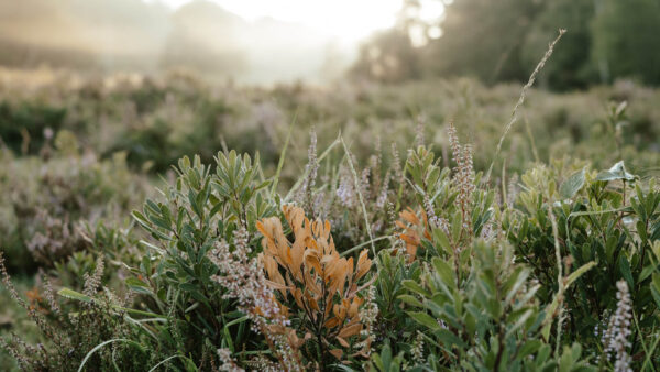 Beautiful sunny field of flowers.