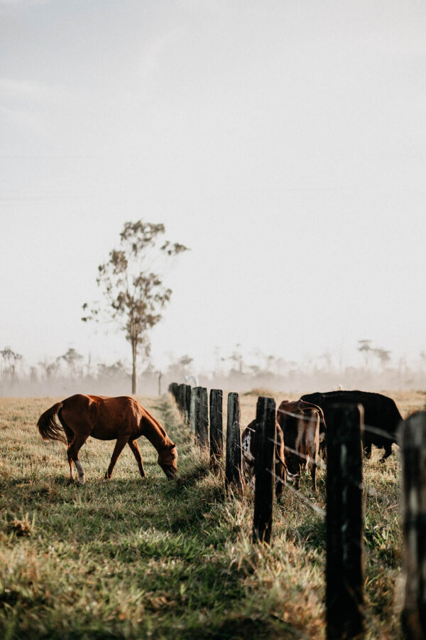 Horses grazing outside in sunny field.